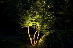 Magnolia Lawn landscape lights on plants